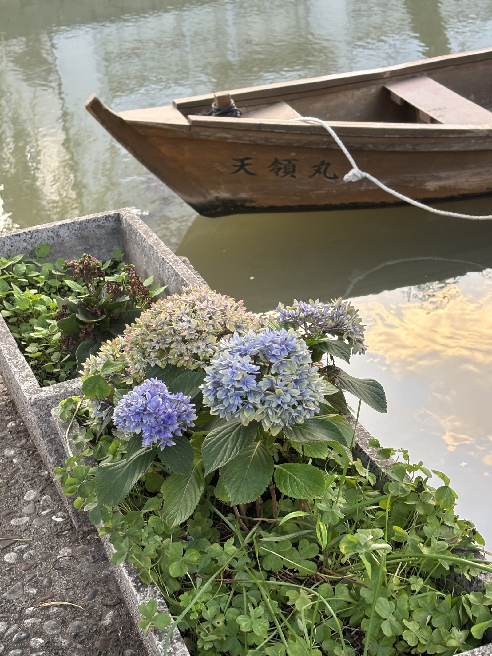 川舟と紫陽花