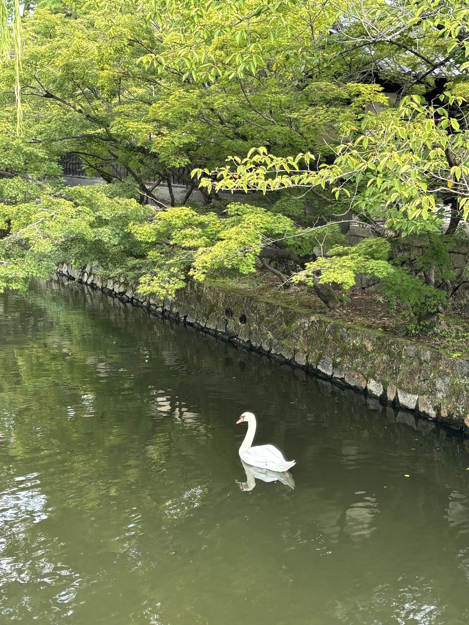 倉敷川の白鳥